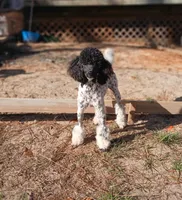 DREAM -CDDY clear/OFA/, a male Poodle - Miniature  for sale in Andalusia, AL – Photo 1 of 6