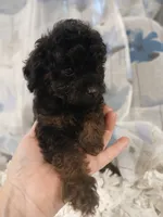 Tinny male, a male Whoodle for sale in Andalusia, AL – 3 of 4