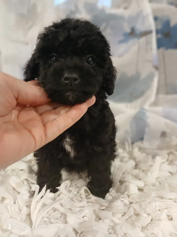 Woodle female tinny – Whoodle puppy for sale in Andalusia, AL