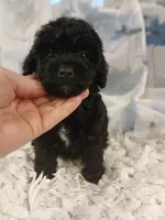 Woodle female tinny, a female Whoodle for sale in Andalusia, AL – 1 of 3