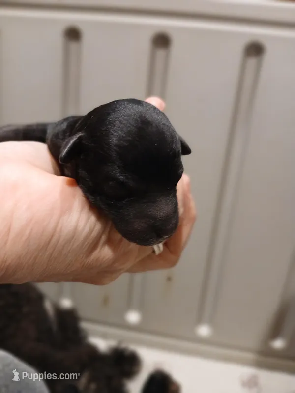 Woodle female  – Whoodle puppy for sale in Andalusia, AL