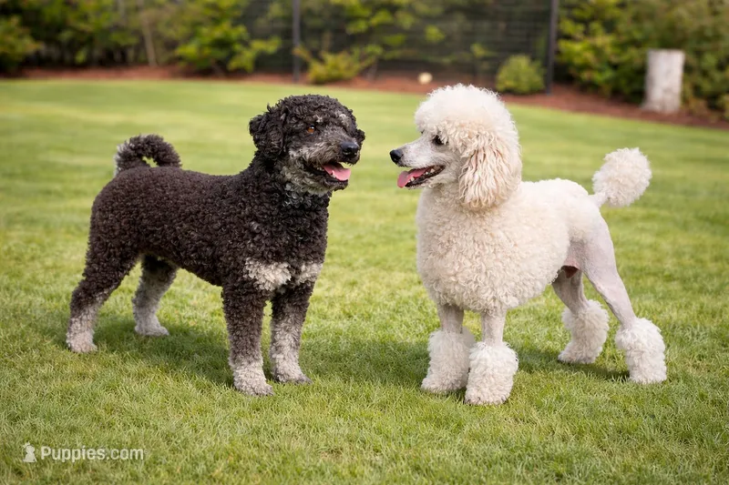 Woodle female  – Whoodle puppy for sale in Andalusia, AL