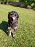 Woodle female , a female Whoodle for sale in Andalusia, AL – Photo 2 of 4