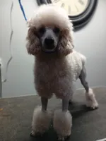 Woodle female , a female Whoodle for sale in Andalusia, AL – Photo 4 of 4