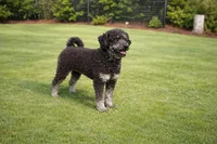 Woodle female , a female Whoodle for sale in Andalusia, AL – Photo 3 of 4