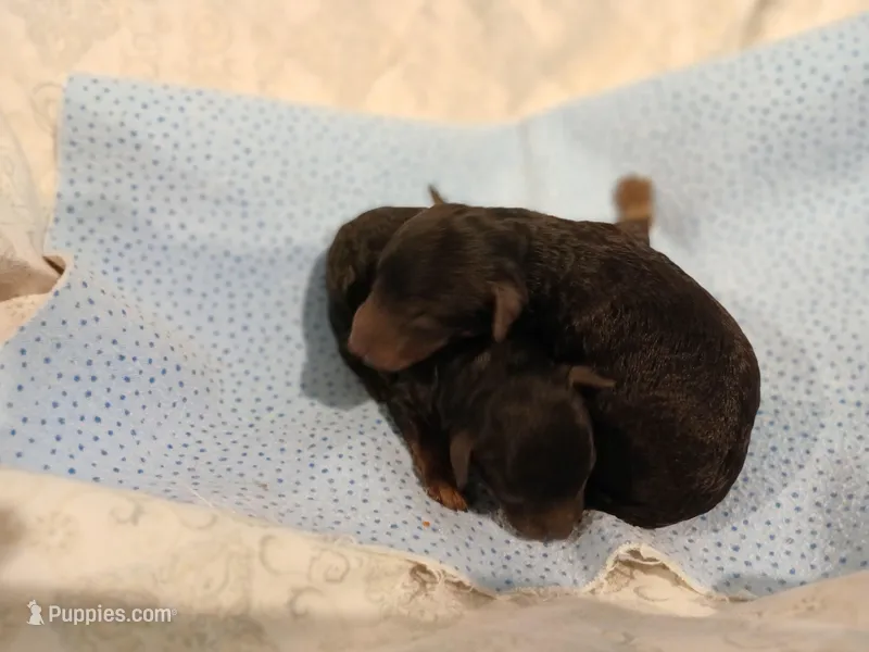 Woodle male – Whoodle puppy for sale in Andalusia, AL