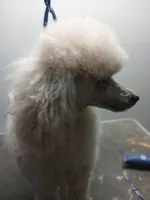 Woodle male, a male Whoodle for sale in Andalusia, AL – Photo 4 of 6