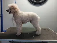 Woodle male, a male Whoodle for sale in Andalusia, AL – Photo 5 of 6