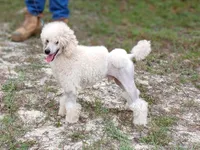Woodle male, a male Whoodle for sale in Andalusia, AL – Photo 6 of 6