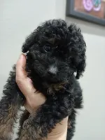 Tinny male, a male Whoodle for sale in Andalusia, AL – 4 of 4