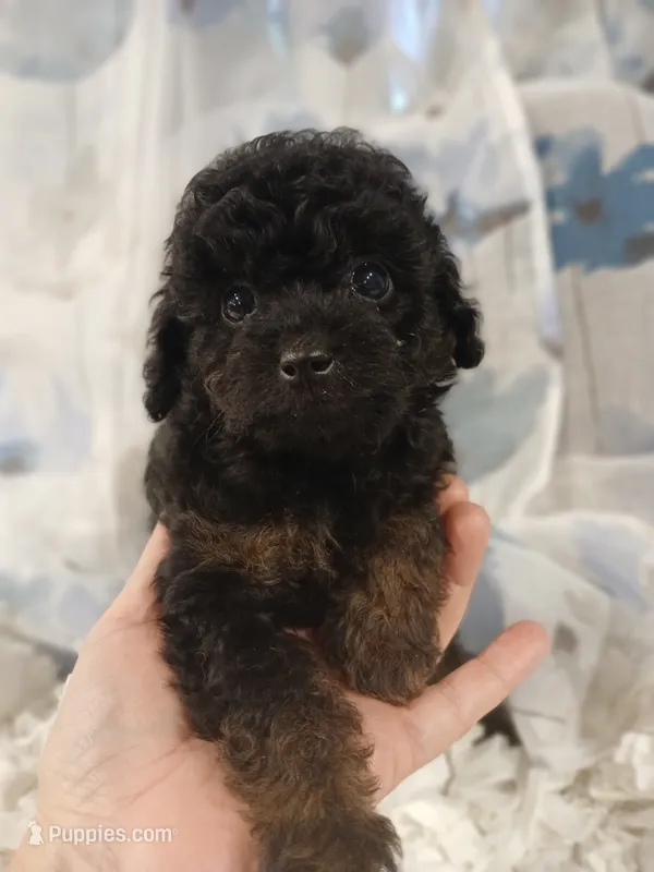 Tinny male – Whoodle puppy for sale in Andalusia, AL