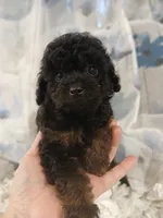 Tinny male, a male Whoodle for sale in Andalusia, AL – 1 of 4