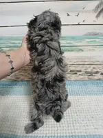 Little Reverie, a female Poodle - Miniature  for sale in Andalusia, AL – Photo 4 of 5