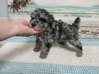 Little Reverie, a female Poodle - Miniature  for sale in Andalusia, AL – Photo 3 of 5