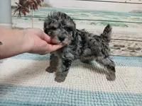 Little Reverie, a female Poodle - Miniature  for sale in Andalusia, AL – Photo 5 of 5