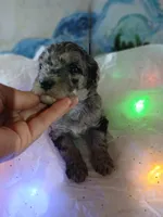 Little Reverie, a female Poodle - Miniature  for sale in Andalusia, AL – Photo 2 of 5