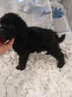 Woodle female tinny, a female Whoodle for sale in Andalusia, AL – 3 of 3
