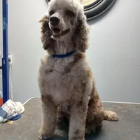 Kitty, a female Poodle - Standard  for sale in Andalusia, AL – Photo 1 of 4