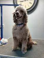 Kitty, a female Poodle - Standard  for sale in Andalusia, AL – Photo 1 of 4