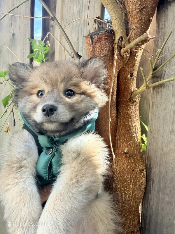 Winston – Pomsky puppy for sale in Buffalo, NY