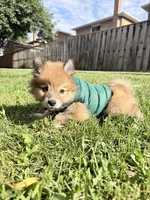 Winston, a male Pomsky for sale in Buffalo, NY – 3 of 10