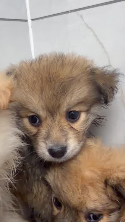 Daphne, a female Pomsky for sale in Buffalo, NY – 1 of 1
