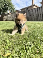Winston, a male Pomsky for sale in Buffalo, NY – 2 of 10