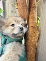 Winston, a male Pomsky for sale in Buffalo, NY – 10 of 10