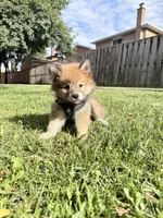 Winston, a male Pomsky for sale in Buffalo, NY – 6 of 10