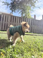 Winston, a male Pomsky for sale in Buffalo, NY – 9 of 10