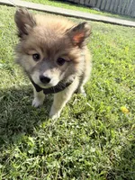 Winston, a male Pomsky for sale in Buffalo, NY – 8 of 10