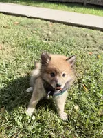 Winston, a male Pomsky for sale in Buffalo, NY – 4 of 10