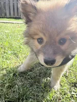 Winston, a male Pomsky for sale in Buffalo, NY – 7 of 10