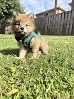 Winston, a male Pomsky for sale in Buffalo, NY – 5 of 10