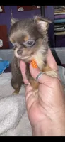 Blue Longcoat Male, a male Chihuahua for sale in Abbeville, SC – 5 of 10