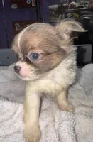 Blue/fawn Chih long coat, a male Chihuahua for sale in Abbeville, SC – 4 of 10