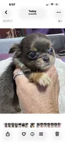 Blue Longcoat Male, a male Chihuahua for sale in Abbeville, SC – 6 of 10