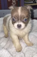 Blue/fawn Chih long coat, a male Chihuahua for sale in Abbeville, SC – 7 of 10
