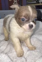 Blue/fawn Chih long coat, a male Chihuahua for sale in Abbeville, SC – 2 of 10