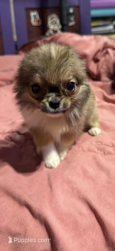 LC Red sable Girl – Chihuahua puppy for sale in Abbeville, SC