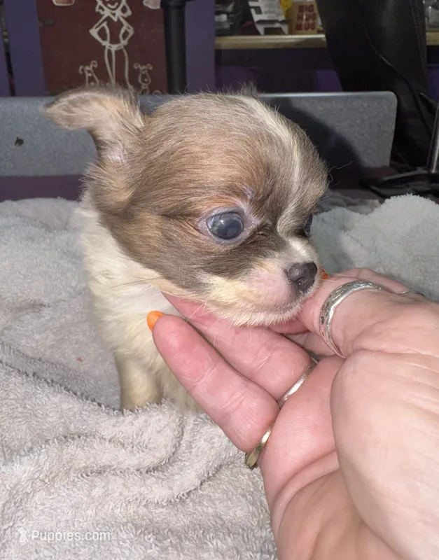 Blue/fawn Chih long coat – Chihuahua puppy for sale in Abbeville, SC