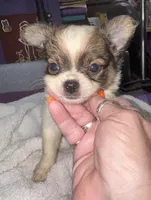 Spotted tri color Chih longcoat, a male Chihuahua for sale in Abbeville, SC – 2 of 10