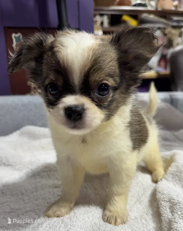 Spotted tri color Chih longcoat – Chihuahua puppy for sale in Abbeville, SC