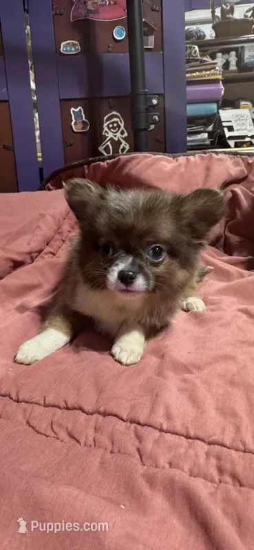 LC Bl Fawn Boy – Chihuahua puppy for sale in Abbeville, SC