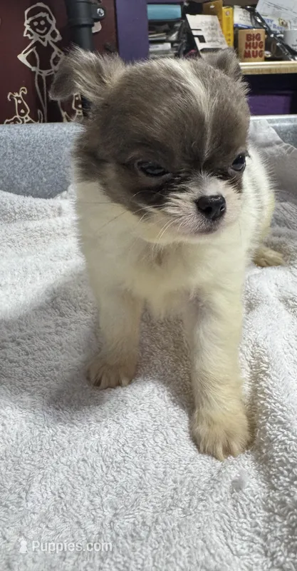 Blue/fawn Chih long coat – Chihuahua puppy for sale in Abbeville, SC