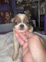 Spotted tri color Chih longcoat, a male Chihuahua for sale in Abbeville, SC – 3 of 10