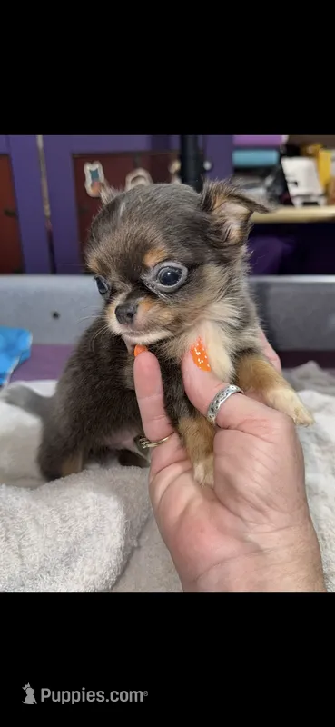 Blue Longcoat Male – Chihuahua puppy for sale in Abbeville, SC