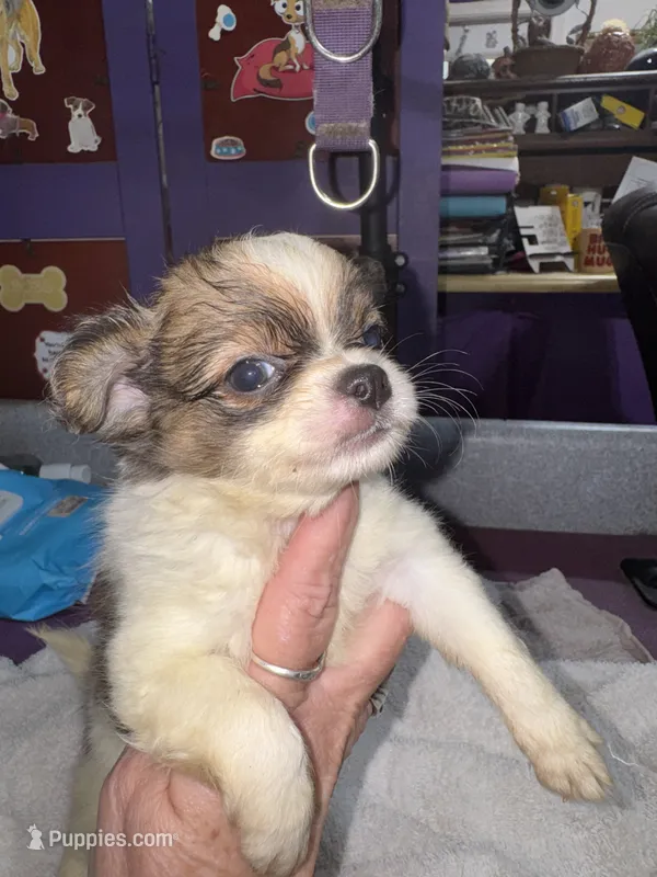 Spotted tri color Chih longcoat – Chihuahua puppy for sale in Abbeville, SC