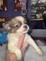 Spotted tri color Chih longcoat, a male Chihuahua for sale in Abbeville, SC – 1 of 10