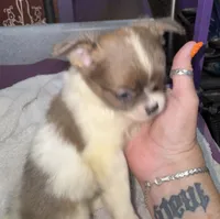Blue/fawn Chih long coat, a male Chihuahua for sale in Abbeville, SC – 6 of 10